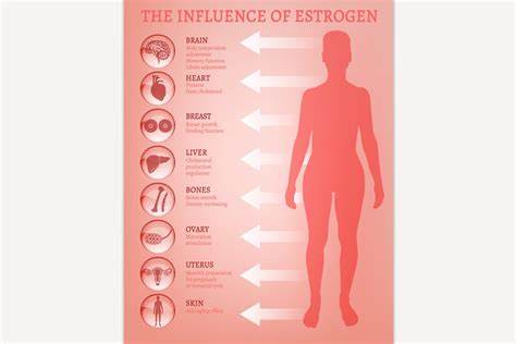 Estrogen Effects Infographic Pre Designed Illustrator Graphics