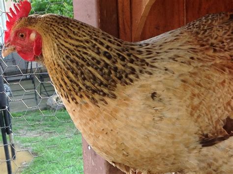 interesting cross breed chickens backyard chickens learn how to raise chickens