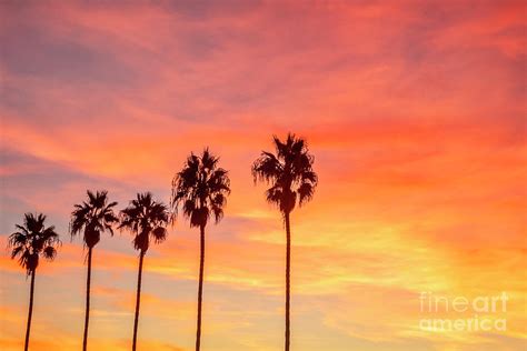 Palm Trees At Sunset In La Jolla California Photograph By Julia Hiebaum