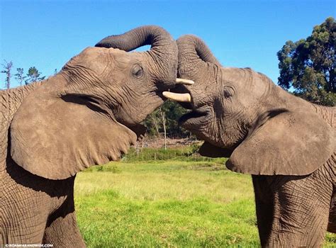 Elephant Encounters In Knysna Elephant Park South Africa Roam Far