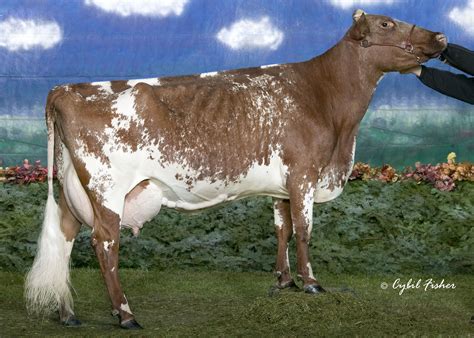 Milking Milking Shorthorns Valley Crest Alice Ex E View