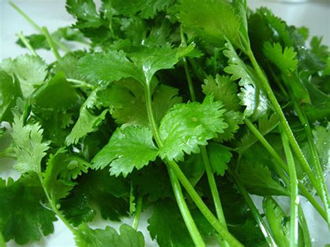 Green Leafy Vegetables, A Nutritive Alkalizing Food High ... Affordable and search from millions of royalty free images, photos and vectors.