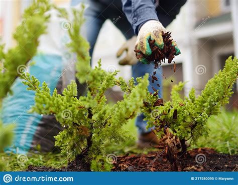 Gardener Mulching Spring Garden With Pine Wood Chips Mulch Man Puts Bark Around Plants Stock