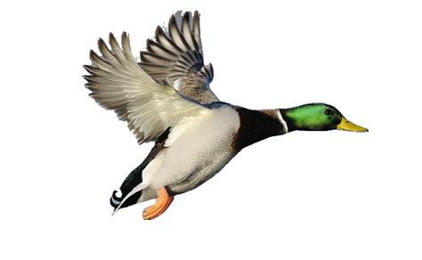 Flying Duck Clipart