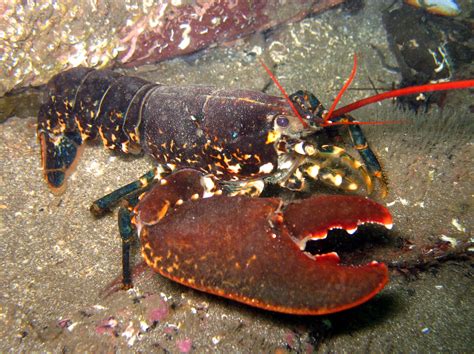 Big Claw Lobster St Abbs Scotland Crustaceans Diving Animals
