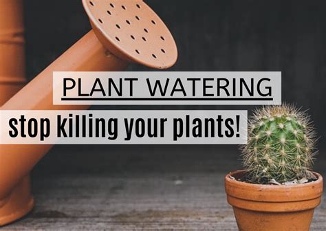 After doing some research on the topic, i finally learned how often you should water a cactus. The number one reason that kills your plant - Piantica