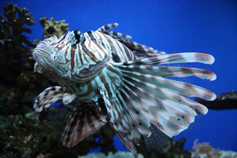 Free Images Sea Ocean Wing Underwater Fauna Lionfish Coral Reef
