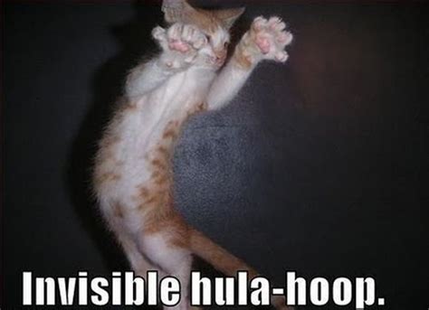 Cats Doing Invisible Things
