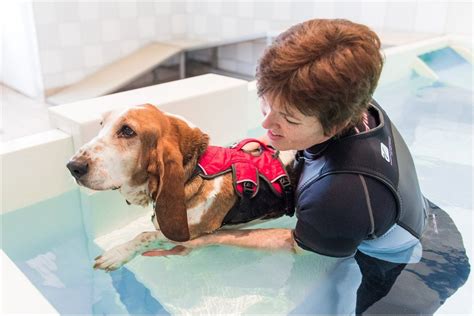 Bassett Hound Having Hydrotherapy In The Pool Bassett Hound Dog