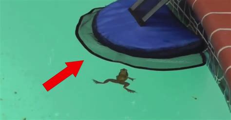 Zoologists and wildlife biologists study animals and other wildlife and how they interact with their ecosystems. Froglog, une rampe flottante pour sauver les animaux prisonniers de nos piscines