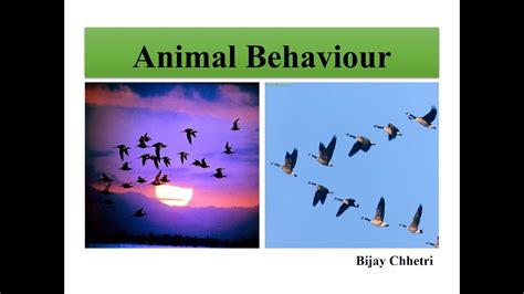 Animal Behaviour Youtube