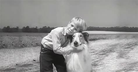 Do You Remember Little Timmy From Lassie