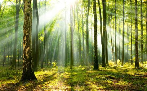 Forest bathing - for your health and right relationship with nature 