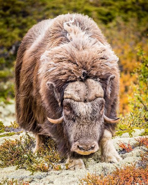 The Amazing Musk Ox To Meet This Mammals On The Top Of Norway Was