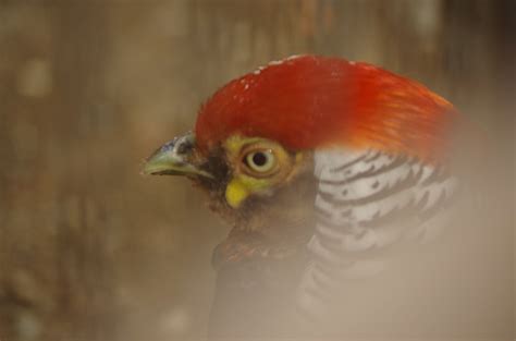Squatting Bird Pentax User Photo Gallery
