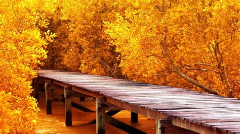 Wallpaper Sunlight Trees Landscape Fall Leaves Water Nature