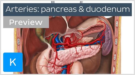 Arteries Of The Pancreas Duodenum And Spleen Preview Human Anatomy