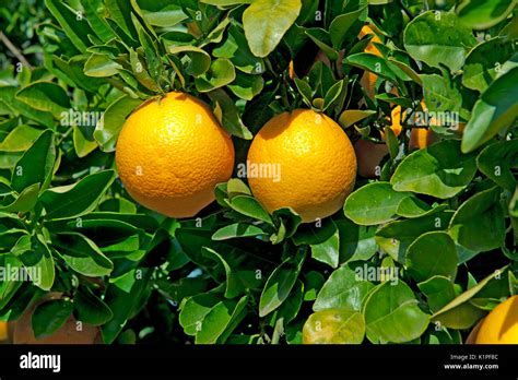 Ready To Pick Oranges Hi Res Stock Photography And Images Alamy