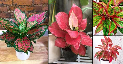 12 Most Colorful Aglaonema Varieties You Can Grow Balcony Garden Web