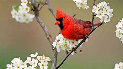 Hd Wallpaper Birds Blossoms Cardinal Flowers Northern White
