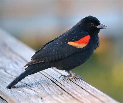 For birders and identification of winter birds are duller gray and juveniles are light gray overall. Red-winged Blackbird - Indiana Audubon Society
