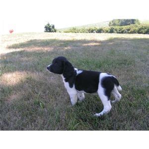 Just like their name says, they are really good at swimming. Field Bred English Springer Spaniel Puppies - 3 males - Ad #65756