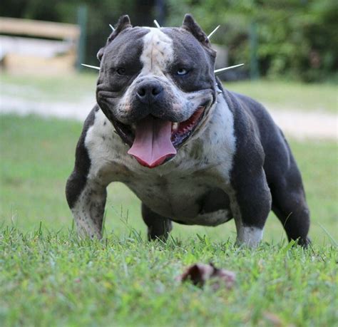 Cute American Bully Puppies For Sale In Illinois Picture Bleumoonproductions
