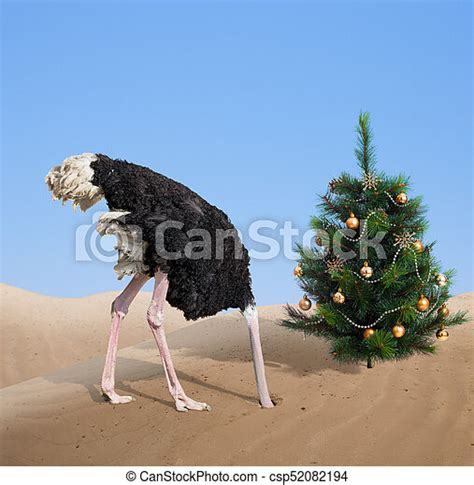 Scared Ostrich Burying Head In Sand Under Xmas Tree Scared Ostrich