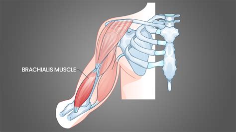 5 Best Brachialis Exercises With Pictures For Full Biceps Inspire Us