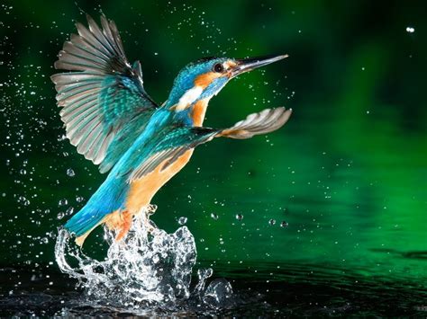 Kingfisher Bird Fisherman Hd Wallpaper Download For Mobile