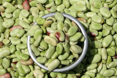 Lima Beans Stock Images Image 26557174