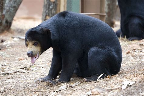 Nesting With Sun Bears Zoo Atlanta