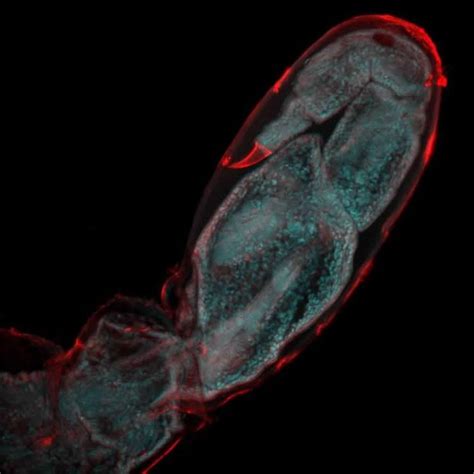 First Time Lapse Footage Of Cell Activity During Limb Regeneration