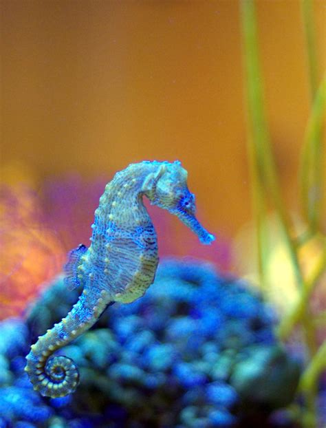 Seahorse Camouflage Underwater Creatures Underwater Life Ocean