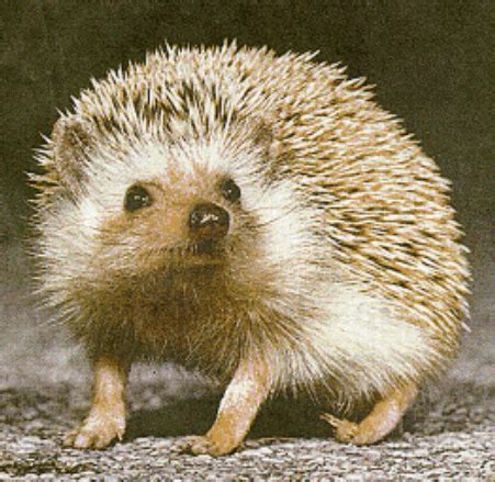 Hedgehog Gifs