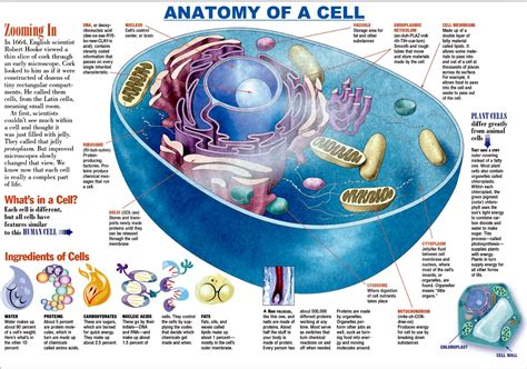 What Are The Parts Of A Plant Cell And What Do They Do Printable