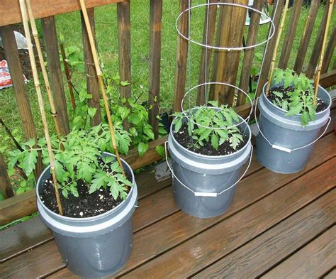 Container Gardening Vegetables For Beginners Garden Design Ideas