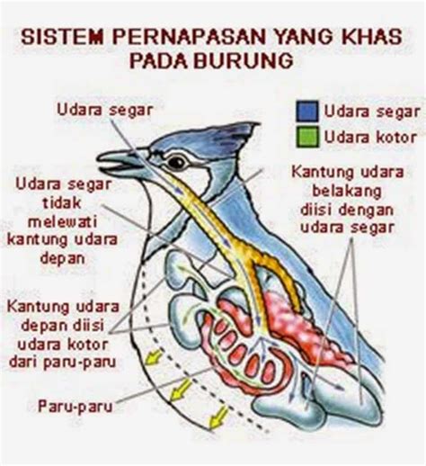 Mengenal Sistem Organ Pada Kelas Aves