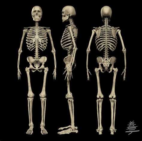 Anatomy Male Skeleton By Veus T On Deviantart