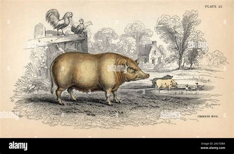 Chinese Hog 19th Century Artwork Of The Chinese Hog A Breed Of The