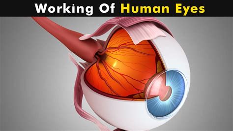 How Does Human Eye Works Human Eye Structure And Function 3d