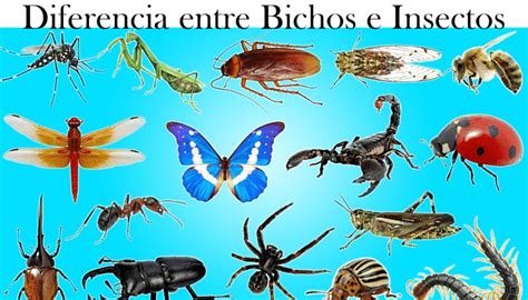 Diferencia Entre Bichos E Insectos