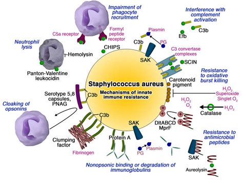 Staphylococcus Aureus Virulence Factors Microbe Online