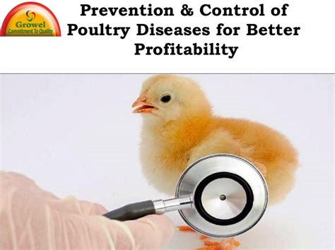 Poultry Diseases Cause Diagnosis Control And Treatment