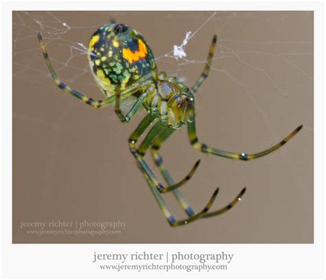 Jeremy Richter Photography Blog The Orchard Spider An Orb Weaver