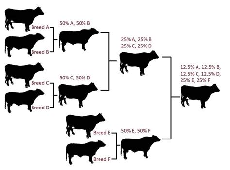 Crossbreeding Systems For Beef Cattle