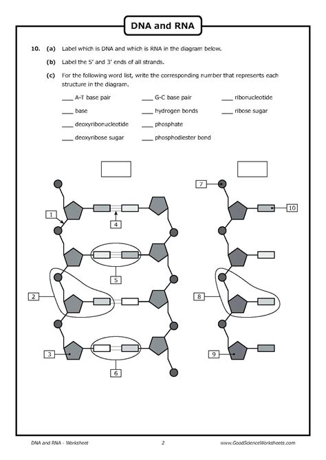 Dna Structure Worksheet Answer Dna Teaching And Worksheets On