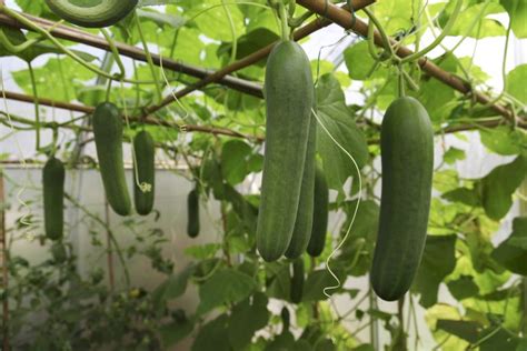 How To Grow Cucumbers From Seed In Pots Vertically Or In Your Vegetable Patch Real Homes