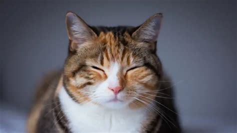 Ciri Ciri Kucing Sedang Sakit Yang Harus Dipahami Pemilik Kucing