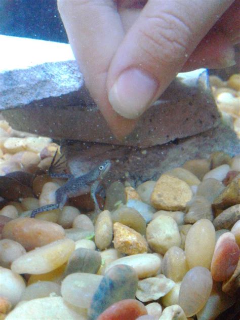 African dwarf frogs can be a little shy and require a few hiding spaces. Frog Jello | My Aquarium Club